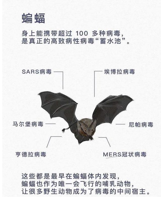 出社会以后-挂机方案拒尽野味管住嘴！给野生动物一线生气，也给社会一片安宁 ...挂机论坛(4)