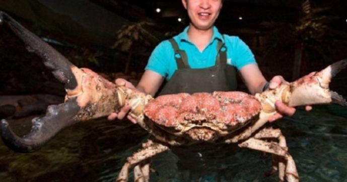 日本螃蟹因核辐射发生变异,进化成"超级蟹",主动上岸攻击渔民