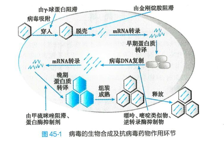 为什么缺乏有效的抗病毒药?