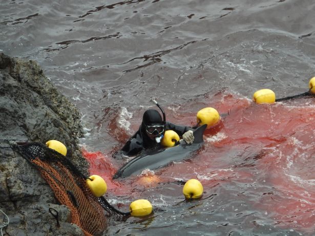 英媒曝光海豚被人类残忍捕捉画面,日本海豚湾每年2000只被杀