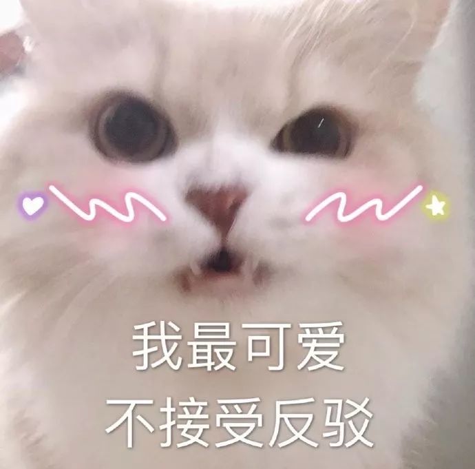 可爱猫猫表情包|我要3个对象,不过分吧?