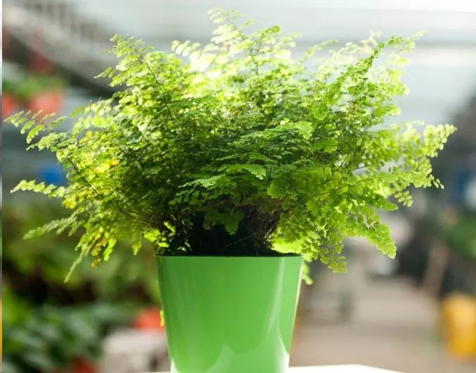 怎样判断植物需不需要浇水呢？注意这3大信号！