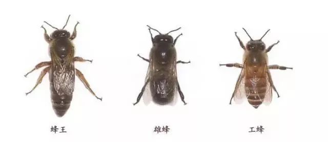 两个蜜蜂打架是什么成语_小蜜蜂logo是什么牌子(2)