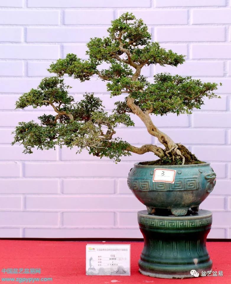 2020年"流花杯"迎春盆景展金奖作品欣赏