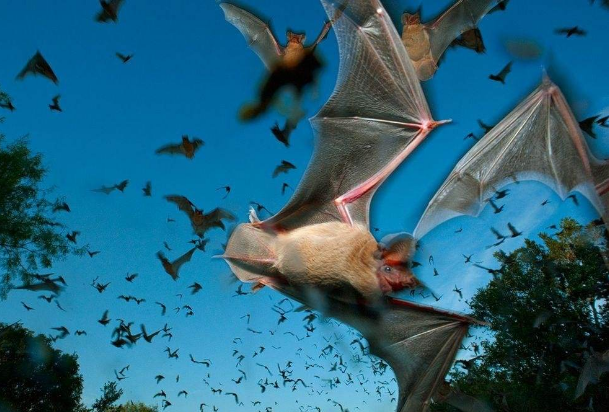 澳洲30万蝙蝠倾巢而出,救援机被包围,有外国网友竟提议烹饪吃掉