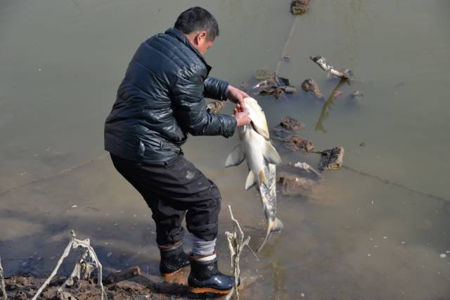 丰县欢口镇这个村庄的鱼塘,竟逮到一条29.6斤的大鱼,有一米多长!