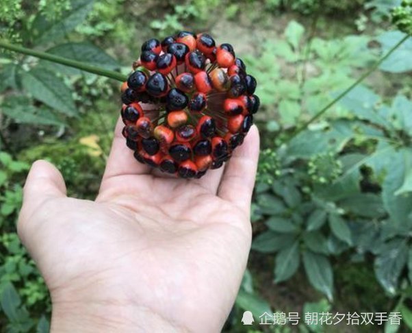 农村常见的野生果子,味道苦没人肯吃,殊不知地下根部是宝贝