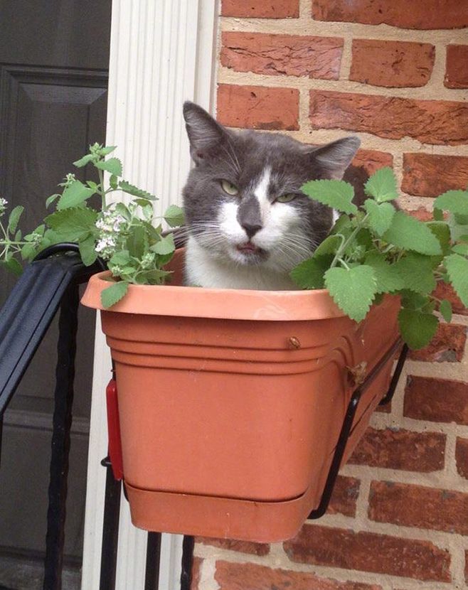 网友说自家猫咪长得有点奇怪,但又说不上来哪