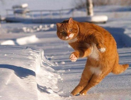 网友说自家猫咪长得有点奇怪,但又说不上来哪