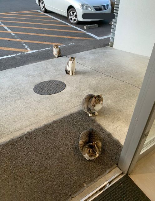 网友说自家猫咪长得有点奇怪,但又说不上来哪