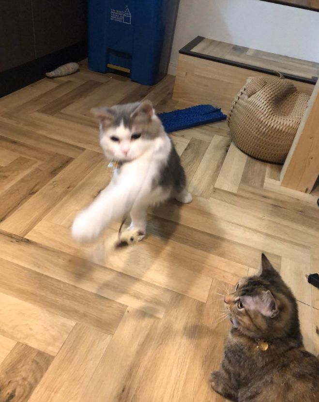 网友说自家猫咪长得有点奇怪,但又说不上来哪