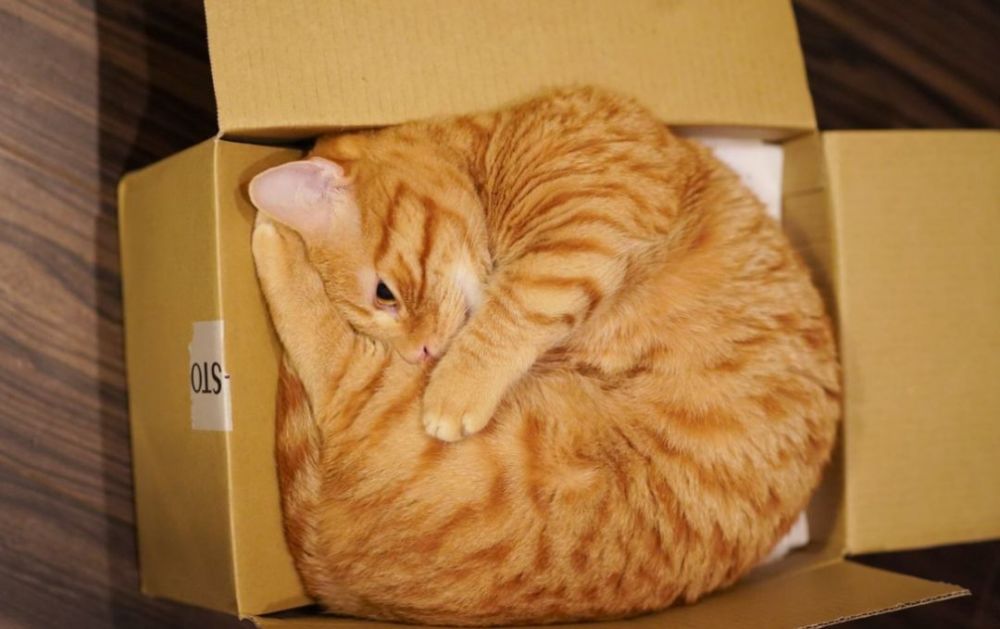 网友说自家猫咪长得有点奇怪,但又说不上来哪