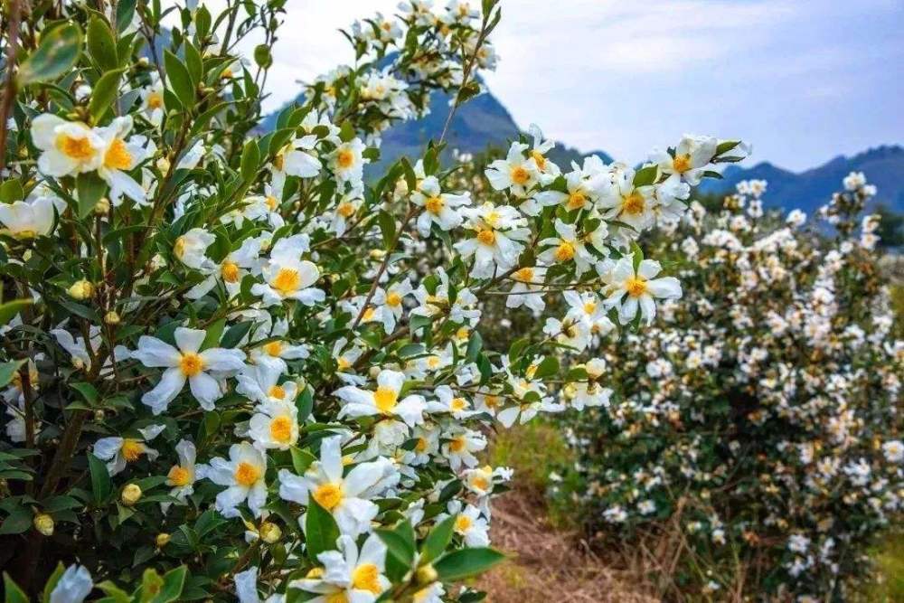 油茶树"千花一果"种植效益不理想怎么办?都有哪些保花