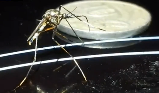 澳洲硬币大小的巨型蚊子迅速增长,无法治愈的病毒在爆发边缘