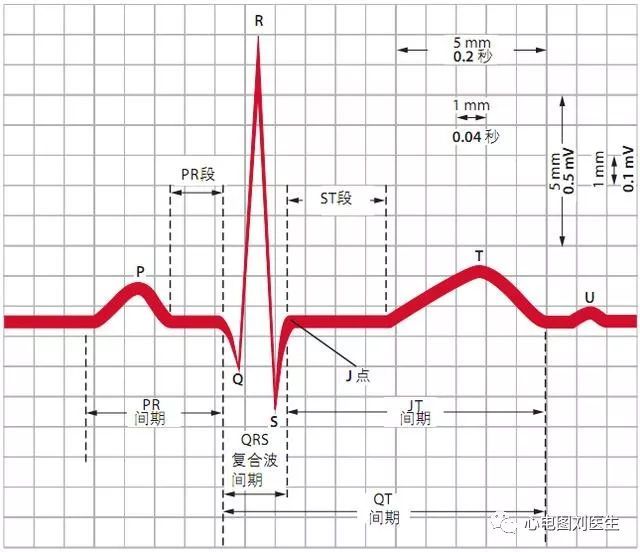 心电图学习:p波的形成机制及特点