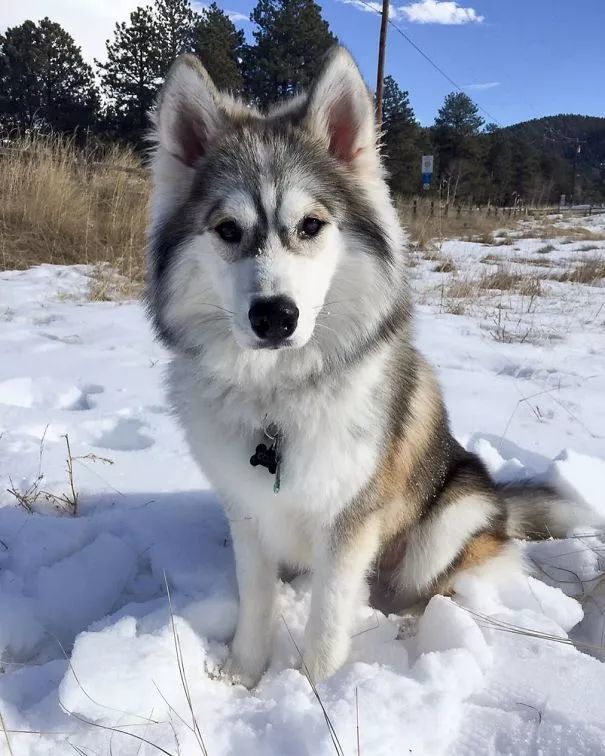 哈士奇 阿拉斯加雪橇犬 怎么感觉无论什么品种的狗只要遇上哈士奇