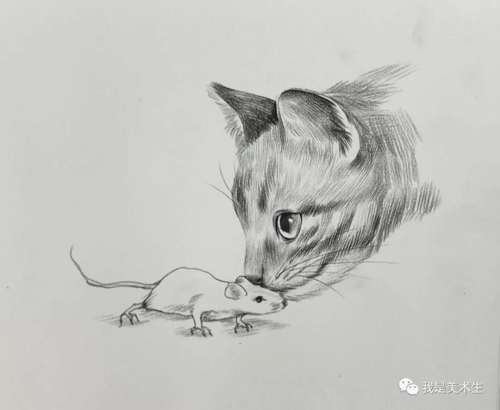 猫和老鼠也能和睦相处了
