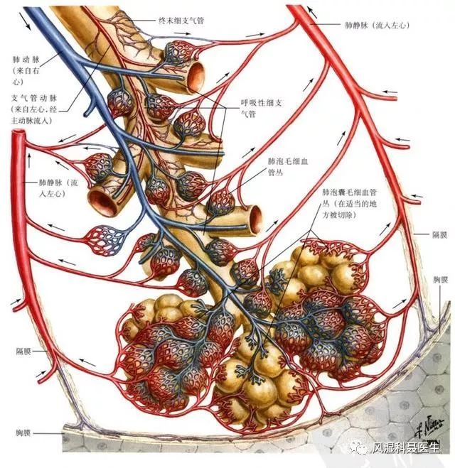 支气管与肺泡的大体观 从解剖图来看,我们可以发现支气管连接着肺泡.