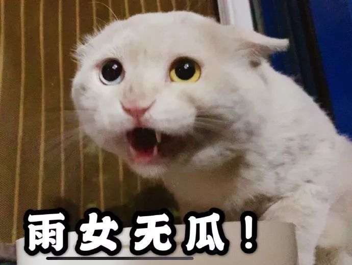 表情包:小猫咪暴躁表情包