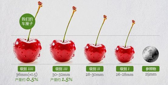 对外将这些进口樱桃称为"车厘子",也就是樱桃的英文"cherries"的音译