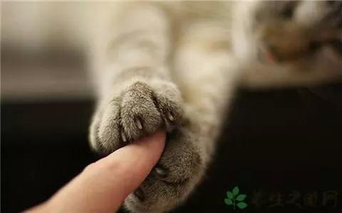 人畜共患病:猫咪可能给我们带来什么样的疾病?
