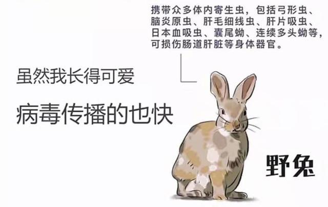 野兔—这应该是最常见的野味吧?