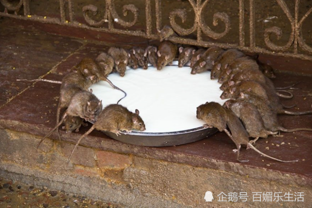 印度老鼠庙,里面养了2万多只老鼠,堪称为全球最"恶心"