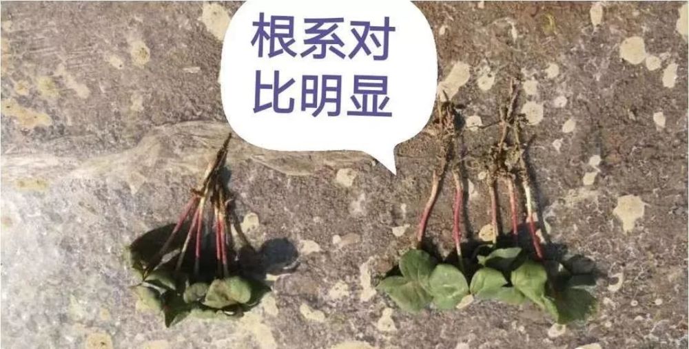 改良土壤棉花增产节本增效