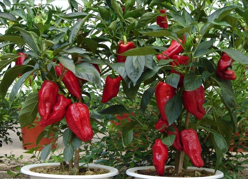 盆栽观赏辣椒既可美化环境又能食用