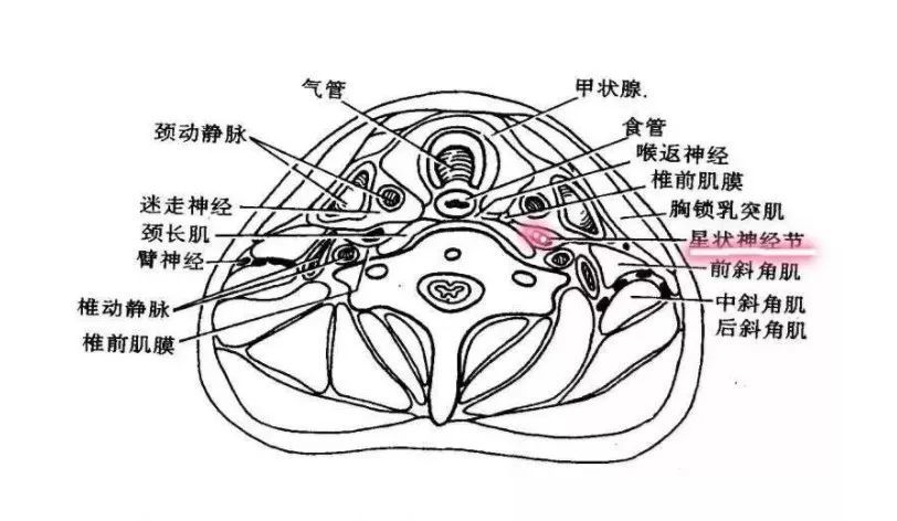 星状神经节