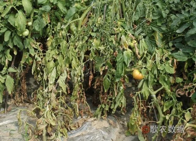 植保《番茄植株萎蔫的原因与对症防治》《病虫害防治