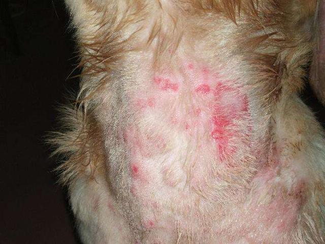 红疹,瘙痒是狗狗常见皮肤病症状