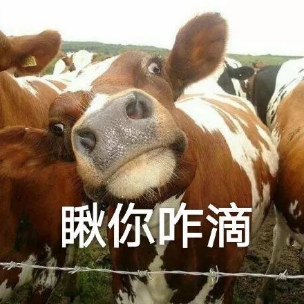 搞笑一波牛的表情包,真的吗?我怀疑你在吹牛
