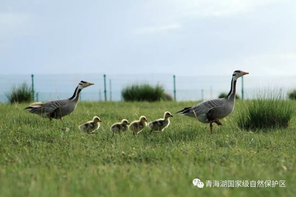 青海湖野生动物资源丰富,动物区系组成以典型青藏高原野生动物成肺