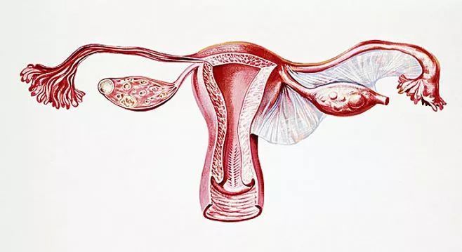 子宫是女性特有的器官,是孕育新生命的地方,子宫的保养非常重要.