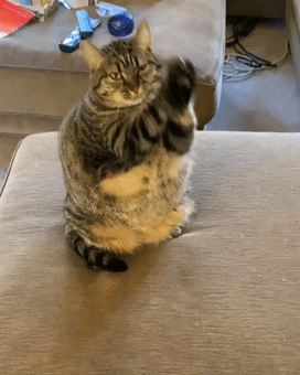 可爱胖猫喜欢对着一切合掌拜拜,主人见了真是哭笑不得!