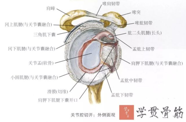 ▼4) 喙肱韧带(coracohumeral ligament, chl):起于喙突下,向侧前下方