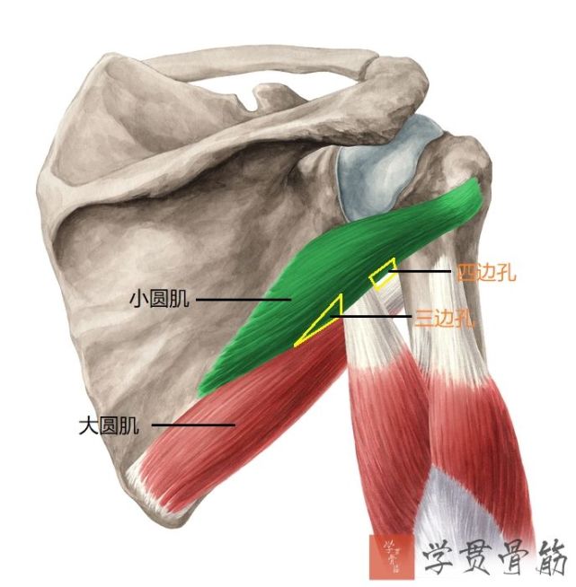 6作用:外旋上臂止点:肱骨大结节起点:肩胛骨外侧缘上2/3小圆肌(teres
