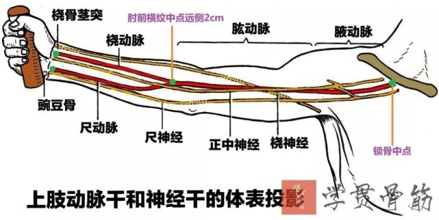 尺动脉掌浅弓,掌深弓上肢浅静脉:头静脉,贵要静脉