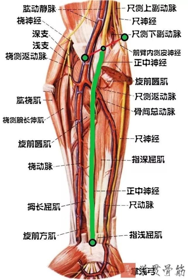 上肢主要动脉:锁骨下动脉腋动脉肱动脉桡动脉 尺动脉掌浅弓,掌深弓