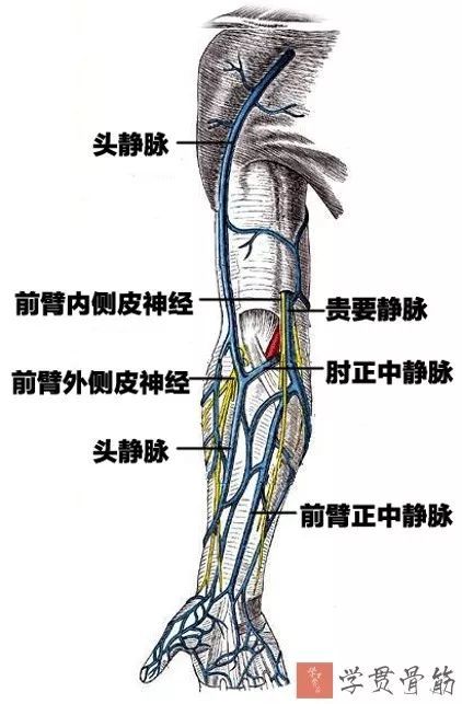 上肢深静脉:锁骨下静脉,腋静脉,肱静脉,桡静脉,尺静脉腋动脉:起于第1