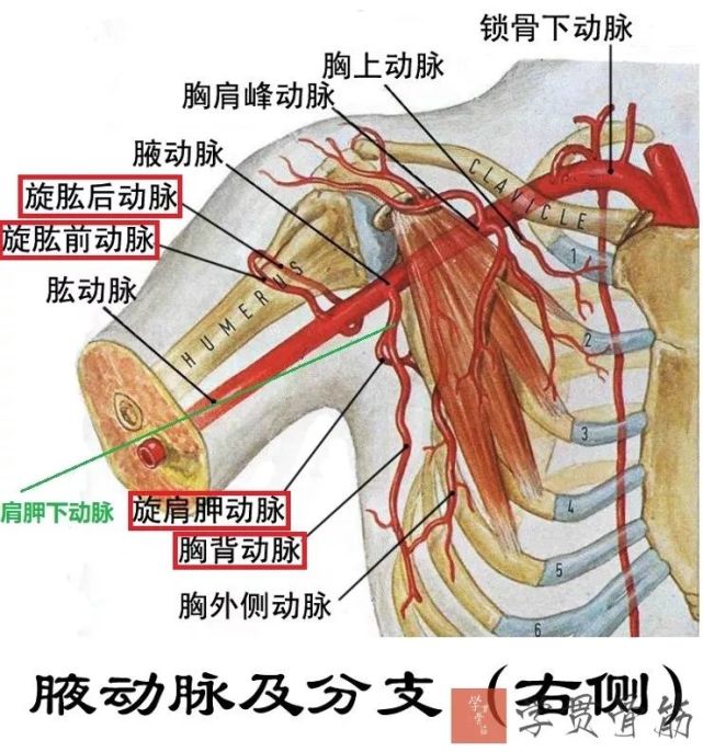 全程位于腋动脉内侧臂丛:先经斜角肌间隙穿出,后位居锁骨下动脉后上方