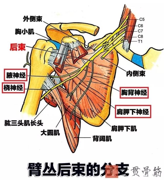 骨科基础:上臂局部解剖