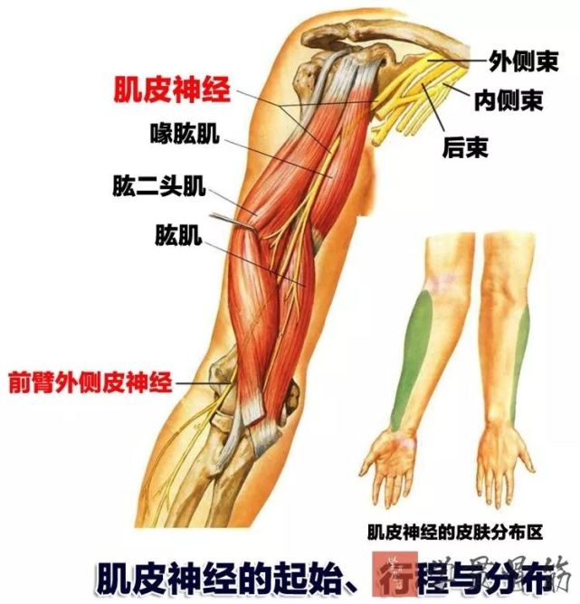 肱动脉:自背阔肌下缘续接腋动脉,与正中神经伴行,沿肱二头肌内侧沟