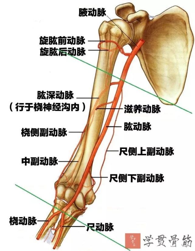 上段:居肱骨内侧中段:居肱骨前内侧下段:居眩骨前方【意义】对肱动脉