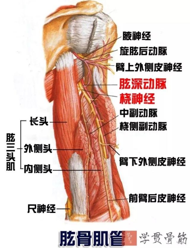 由肱三头肌3个头和肱骨桡神经沟围成,内有桡神经,肱深血管通过