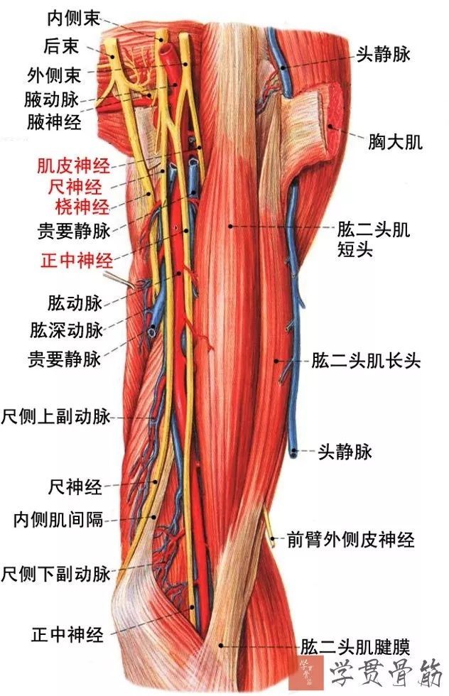 肘窝的内容:1)肱二头肌腱内侧:肱动脉,肱静脉(2条),正中神经2)肱二头