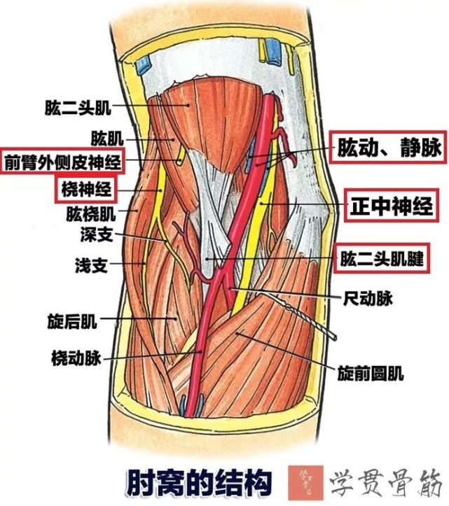 寻找上述2条神经的标志肌是肱肌!