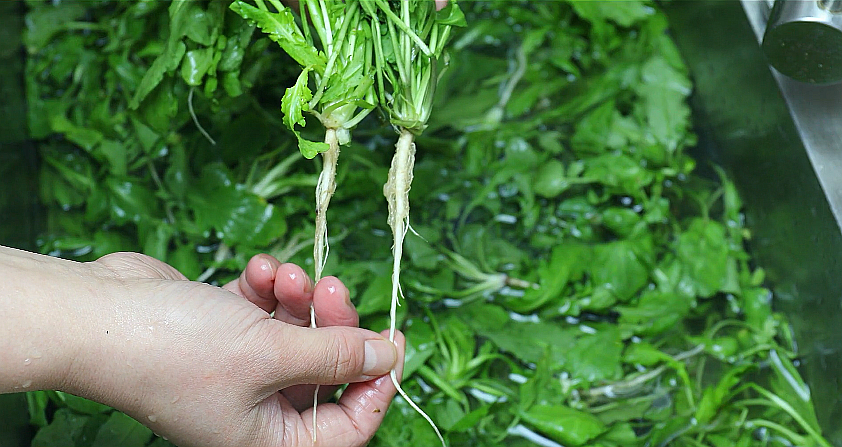 2,清洗之前加水浸泡一会,是为了更好的去除荠菜根部夹的泥沙,泡好之后