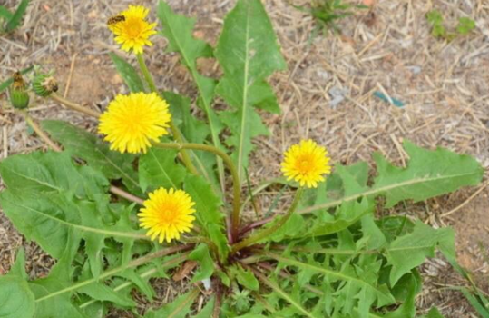 蒲公英是生活中常见的一种野生植物,同时是一种药用价值很高的中草药